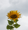 Trazeci Sunce.&hellip;