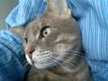 Suljo, The Cat&hellip;