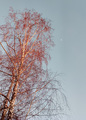 Mjeseceva brez&hellip;