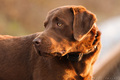 Labrador retri&hellip;
