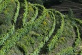 Vinogradi u do&hellip;