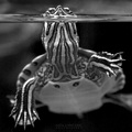 Trachemys scri&hellip;