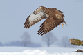 Buteo, Škanjac&hellip;
