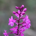 orhideja 2