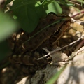žaba