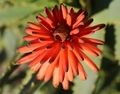 aloa cvjeta