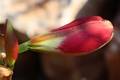 amarilis pupol&hellip;