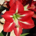 amarilis