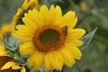 suncokret
