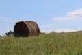 bala sjena