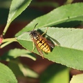 jdna osa