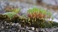 mahovina cvjet&hellip;