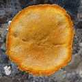 lišaj