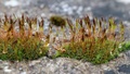 mahovina cvjet&hellip;