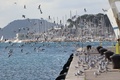 galebovi u bje&hellip;