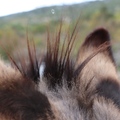 griva 1