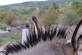 griva 2