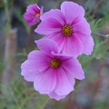 uresnica 2