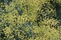 mimoza prije c&hellip;