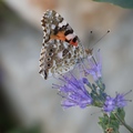 kaliopter i le&hellip;