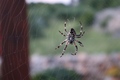 naš domaći pau&hellip;