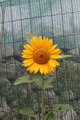 suncokret - ok&hellip;