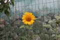 suncokret-vodo&hellip;