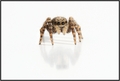 Little buddy  &hellip;