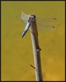 Broken wing