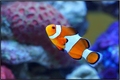 'Nemo&hellip;