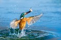 Kingfisher in &hellip;