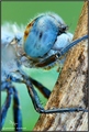 Libellula vibr&hellip;