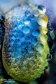 Aeshna Cyanea &hellip;
