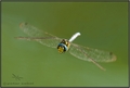 Aeshna cyanea &hellip;