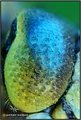 Aeshna cyanea &hellip;