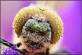 Dragonfly eyed&hellip;