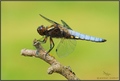 Libellula depr&hellip;