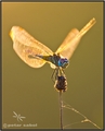 sympetrum fons&hellip;