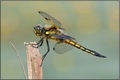 libellula quad&hellip;