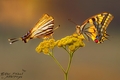 Swallowtail be&hellip;