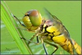 sympetrum stri&hellip;