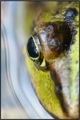 Zaba poluportr&hellip;