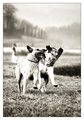 Dog Day Aftern&hellip;