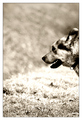 Dog Day Aftern&hellip;