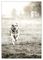 Dog Day Aftern&hellip;