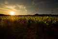 Vinogradi kod &hellip;