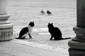 trio double-do&hellip;