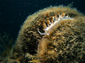 Cratena peregr&hellip;