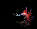 Cratena peregr&hellip;