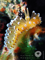 Janolus crista&hellip;